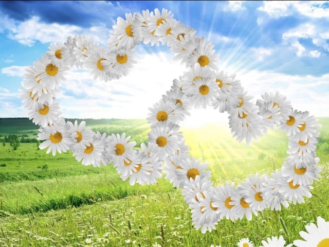 Красивые сердечки из белых ромашек 