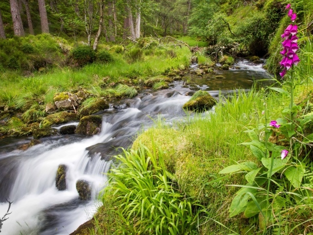 Сиреневый цветок растет на берегу у лесного ручья