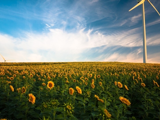 Цветущее поле подсолнухов под голубым красивым небом 