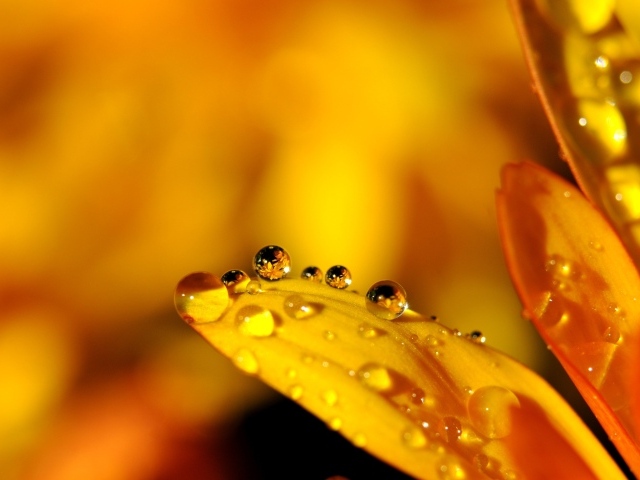 Капельки прозрачной росы на лепестках цветка
