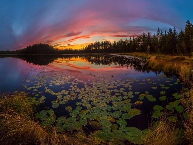 Сухая трава на берегу озера под красивым небом на закате солнца осенью