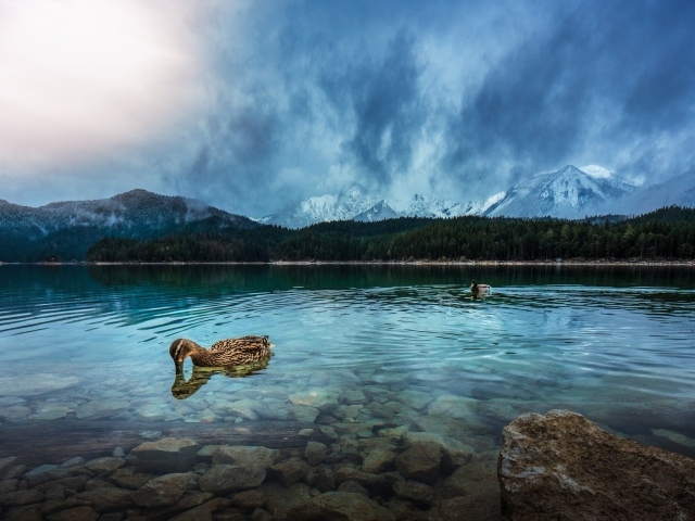 Утки плавают в чистой воде горного озера 
