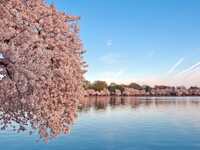 Цветущие деревья сакуры над водой 