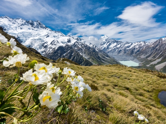 Цветы лютики на горе Маунт-Кук, Национальный парк в Новой Зеландии 