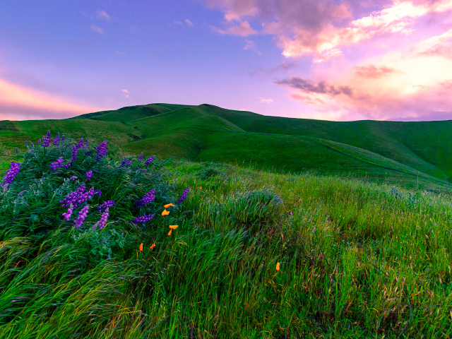 Зеленые луга, Калифорния. США 