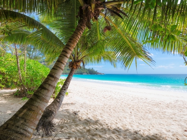 Зеленые пальмы на белом песке на берегу океана в тропиках