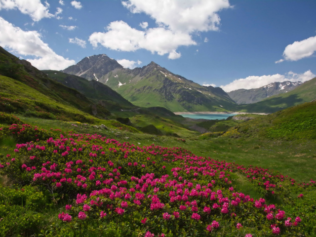 Розовые цветы рододендрон на фоне покрытых зеленью гор