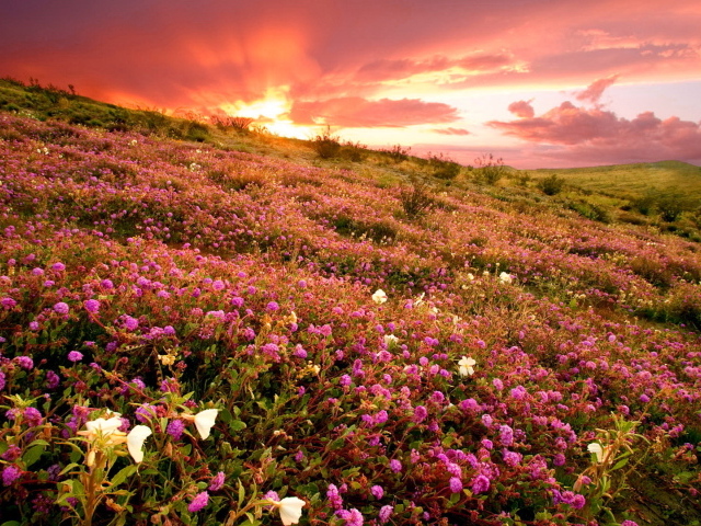 Розовые полевые цветы на фоне заката 