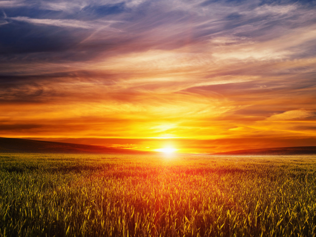 Закат летнего солнца над пшеничным полем 