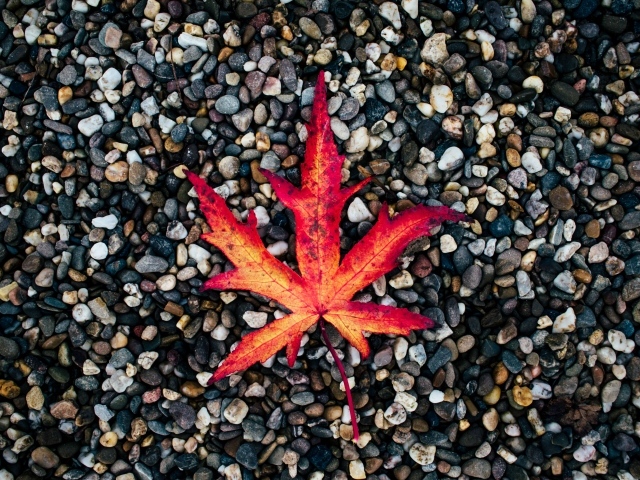 Опавший желтый лист лежит на мелких камнях