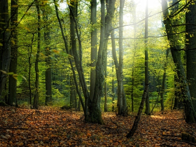 Солнце пробивается сквозь деревья в лесу 