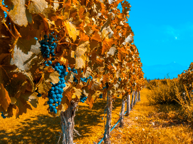 Виноградники со спелым синим виноградом под голубым небом осенью