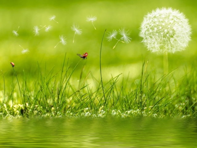 Белый одуванчик с зеленой травой у воды