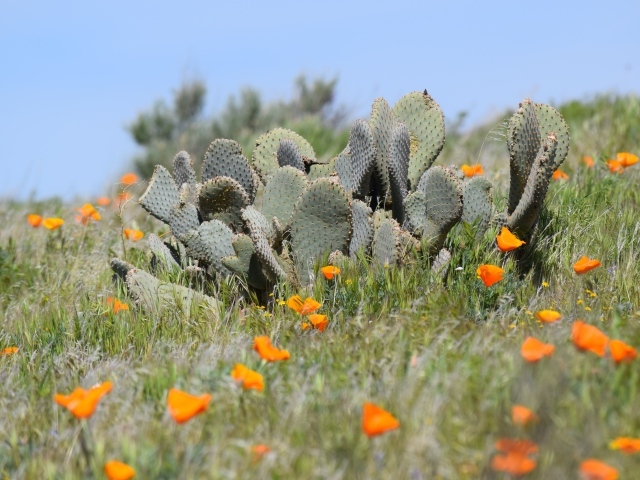 Дикий пустынный кактус и желтые маки  в Калифорнии 
