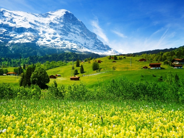 Полевые цветы и зеленые луга на фоне гор и голубого неба,  Швейцария