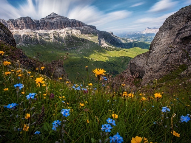 Полевые цветы на фоне гор под красивым голубым небом