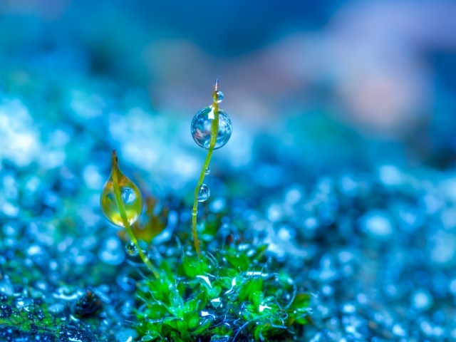 Молодой зеленый росток травы в каплях росы