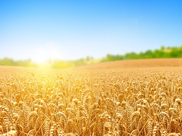 Поле золотой пшеницы в лучах яркого солнца