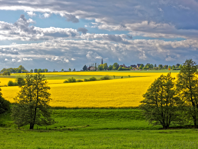 Желтое рапсовое поле в лучах солнца под голубым небом