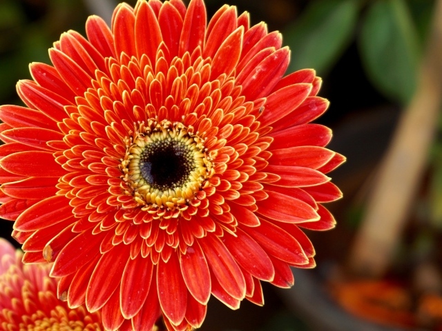 Одна прекрасная оранжевая гербера 