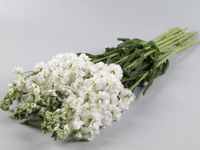 Букет белых цветов левкой на сером фоне