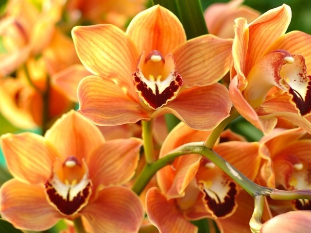 Ветка красивой экзотической оранжевой орхидеи