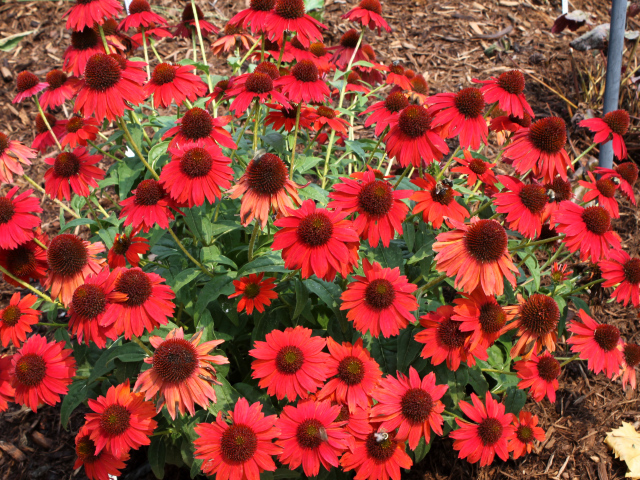 Куст красных цветов эхинацея на клумбе