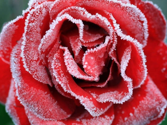 Большая красная роза покрыта инеем