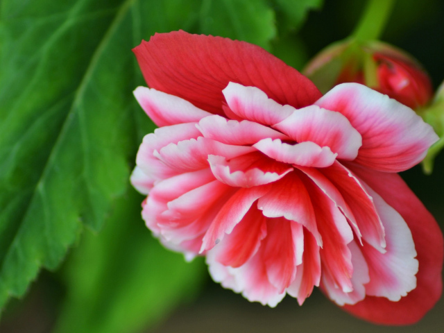 Красивый цветок бегония крупным планом