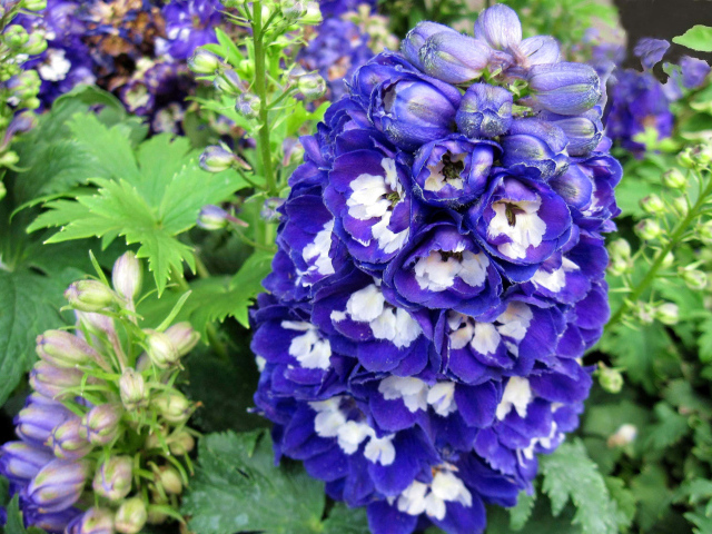 Красивый синий цветок дельфиниум крупным планом