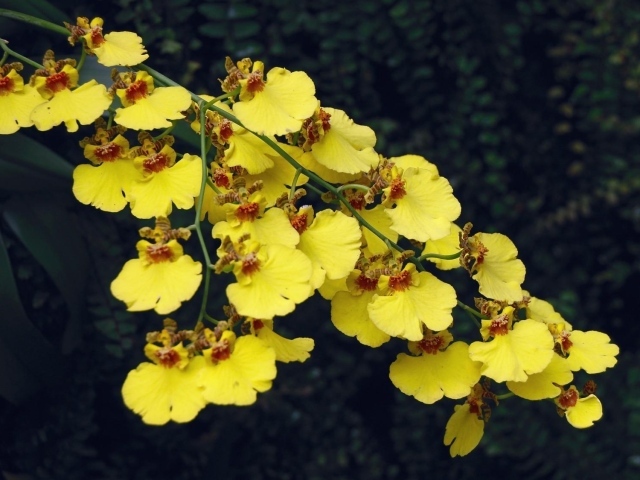 Красивая ветка желтой орхидеи