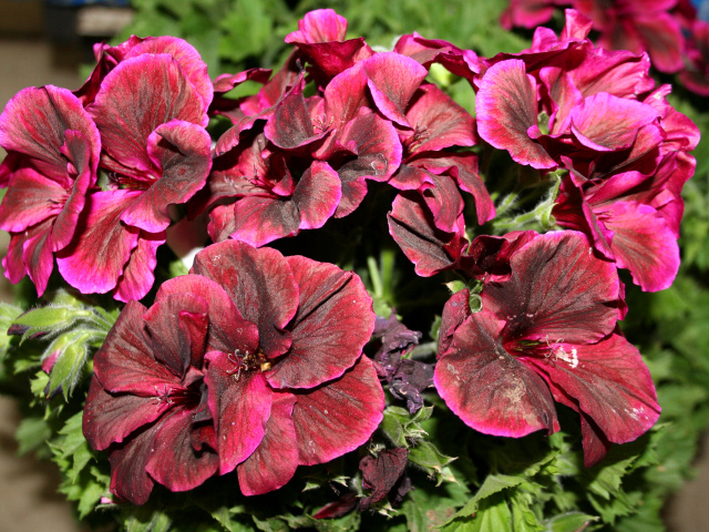 Красивые бордовые цветы герань крупным планом 