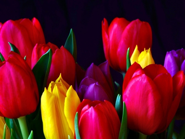 Красивые разноцветные тюльпаны 