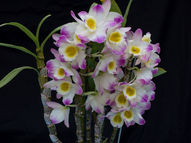 Красивые нежные бело - сиреневые орхидеи крупным планом