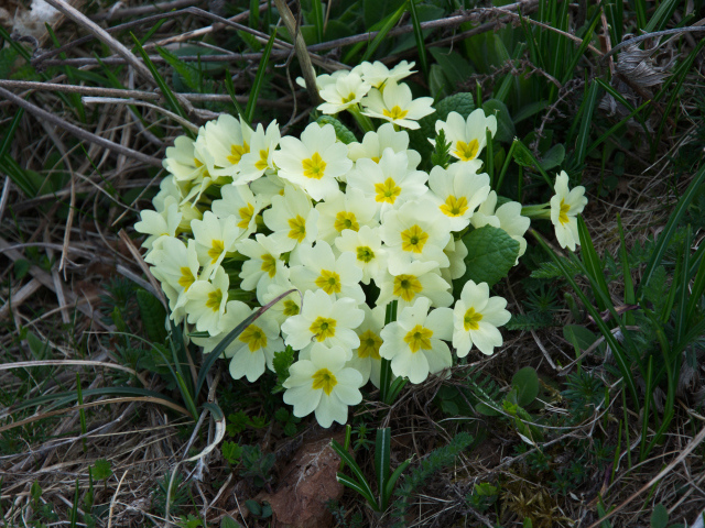 Красивые цветы примула на клумбе крупным планом