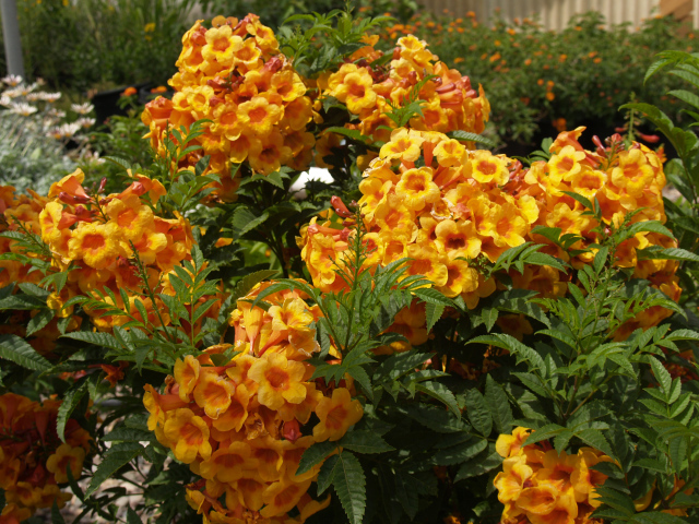 Красивые садовые цветы кампсис оранжевого цвета