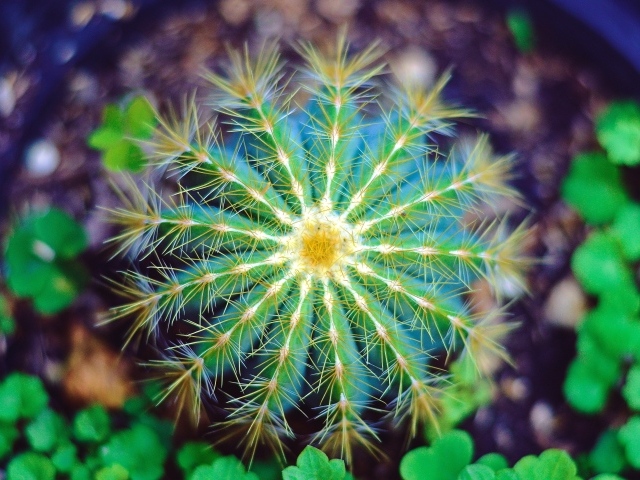 Красивый зеленый кактус крупным планом 