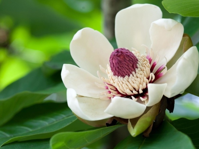 Красивый крупный цветок магнолия 