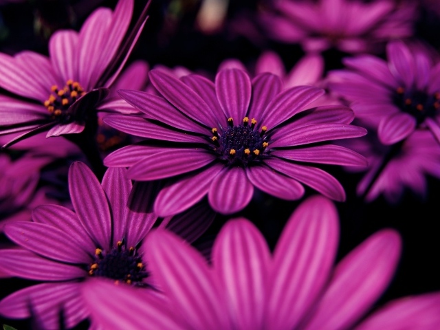 Красивые сиреневые цветы африканская ромашка 