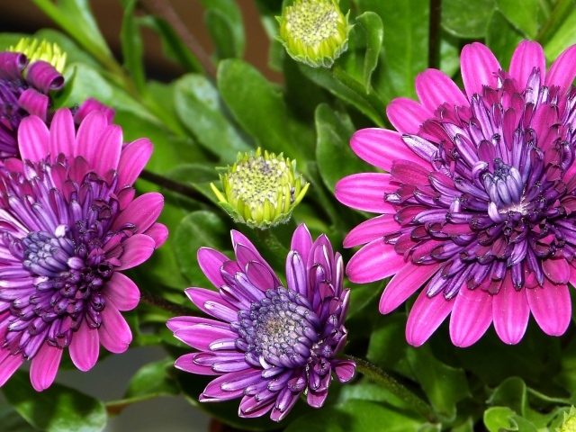 Красивые сиреневые цветы хризантемы