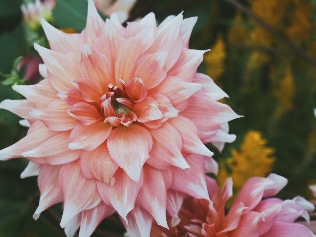 Красивый пышный георгин крупным планом 