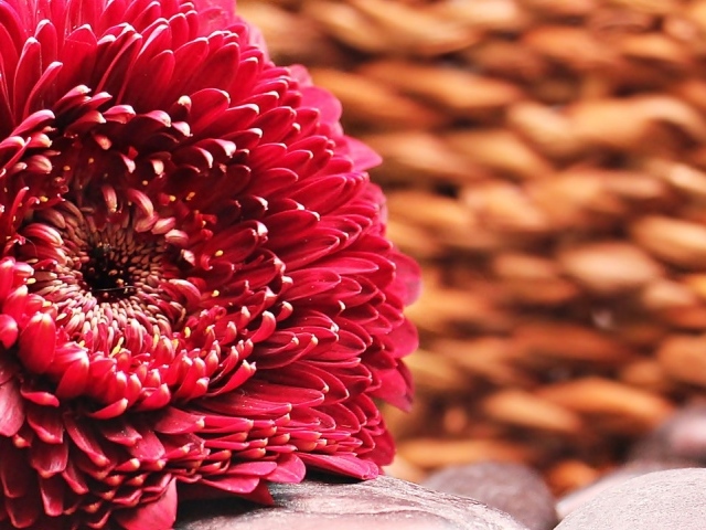 Красивая пышная красная гербера 