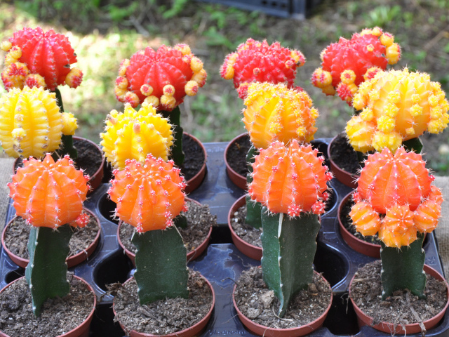 Красивые разноцветные кактусы крупным планом 