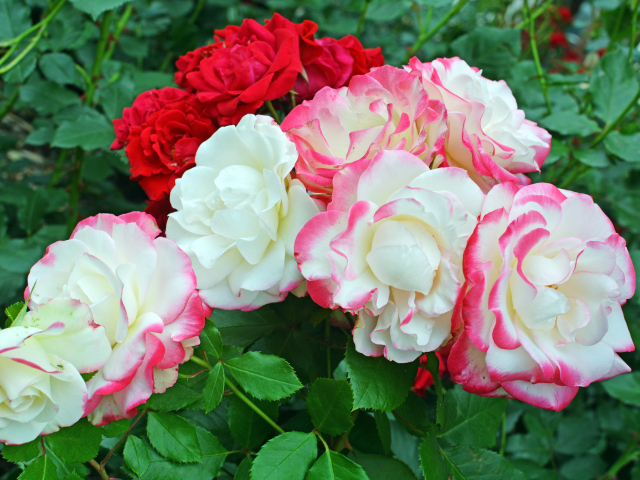 Красивые разноцветные садовые розы на клумбе 