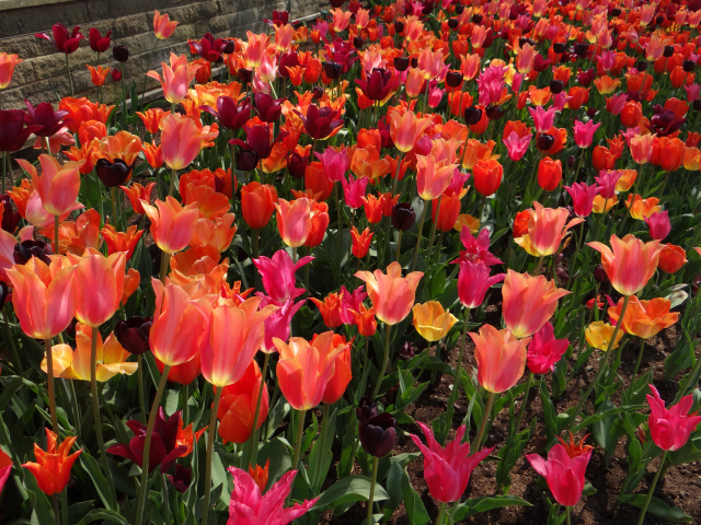 Красивые разноцветные тюльпаны на клумбе вблизи