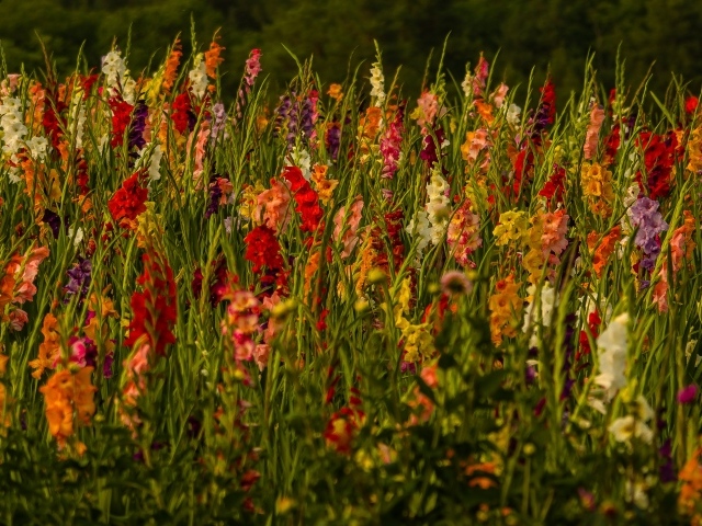 Красивые разноцветные гладиолусы в поле