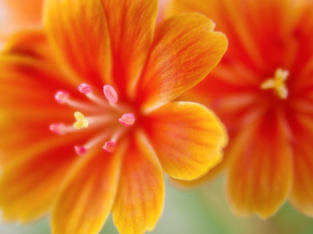 Красивые оранжевые цветы левизия 