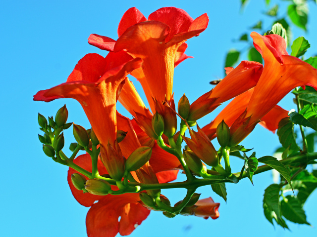 Красивые оранжевые цветы кампсис на голубом фоне