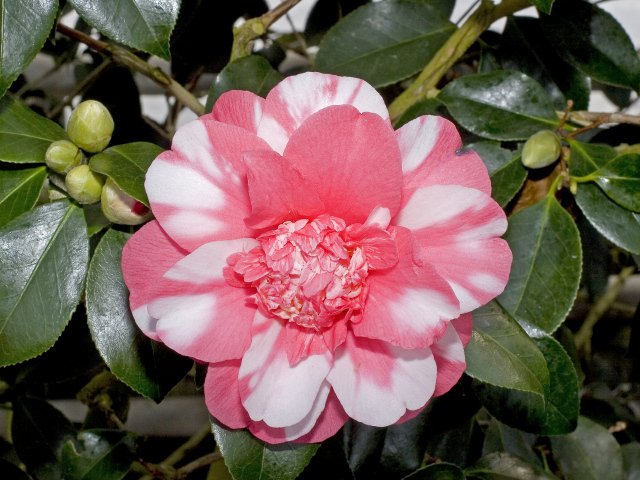 Красивый розово-белый цветок камелии с зелеными листьями