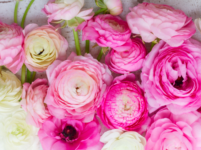 Красивые розовые цветы лютики крупным планом